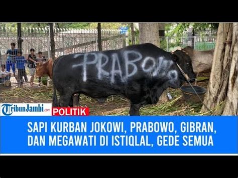 Sapi Kurban Jokowi Prabowo Gibran Dan Megawati Di Istiqlal Gede