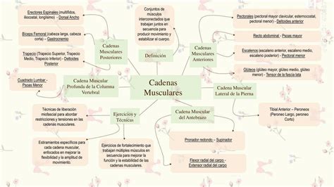 Res Menes De Cadenas Musculares Descarga Apuntes De Cadenas Musculares