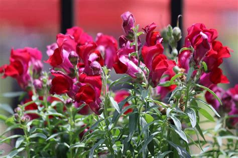 23 of the Best Snapdragon Varieties to Grow at Home