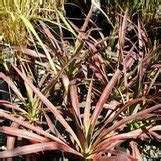 Yucca Blue Boy Desmetiana Group Yucca Aloifolia Blue Boy