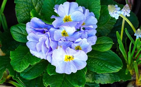 Primrose Flower Blossom Free Photo On Pixabay Pixabay