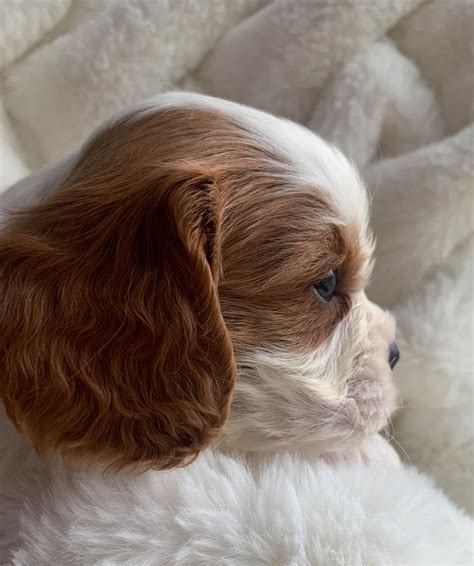Cavaliers Of Lilac Creek - Cavalier King Charles Spaniel Puppies For
