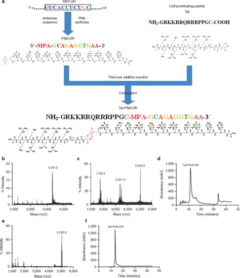 A Tat Conjugated Peptide Nucleic Acid Tat Pna Dr Inhibits Hepatitis B Virus Replication In Vitro