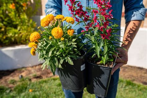 How To Plan And Create A Landscape Planting Bed