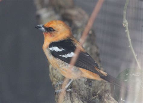 White Winged Tanager Piranga Leucoptera Zoochat