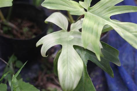 Philodendron Florida Ghost Mint 6 Pot Rare Philodendron Greenboog