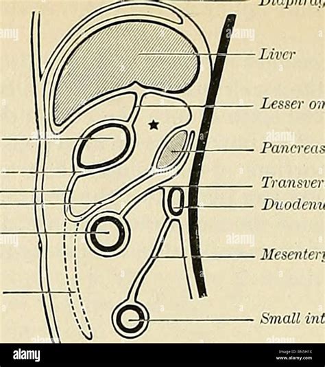 Greater Omentum Hi Res Stock Photography And Images Alamy