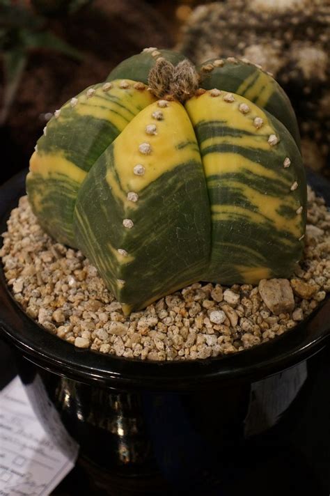 Astrophytum Myriostigma Variegated Cssa 2013 Succulents