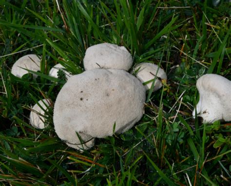 Lycoperdon Excipuliforme Beutel St Ubling Sackbovist Pilzkundlicher