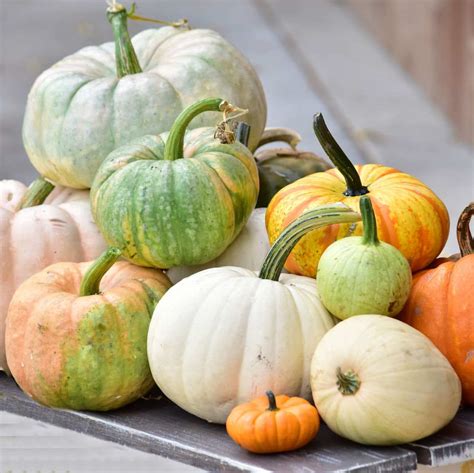 What Are Heirloom Pumpkins Uses Types Seeds Decorating