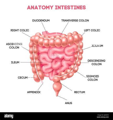 Human intestine anatomy diagram with duodenum ileum cecum jejunum appendix rectum anus areas ...