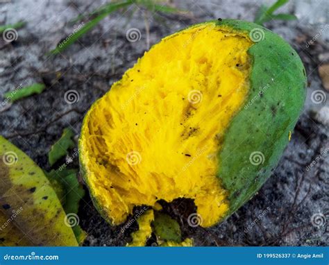 Mango On The Ground Half Eaten And Dirt Stock Image Image Of Slice