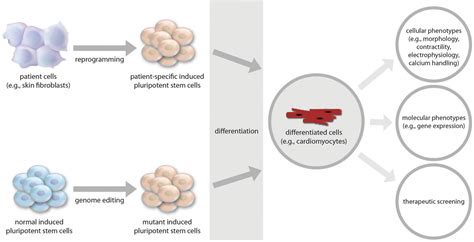 Induced Pluripotent Stem Cells For Cardiovascular Disease Modeling And