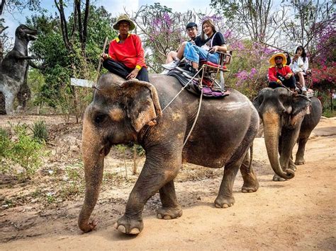 COVID 19 Hungry And In Chains Thailands Tourist Elephants Face