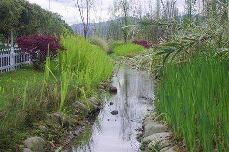 Scenery Photography Brook Plants Background Scenery Photography