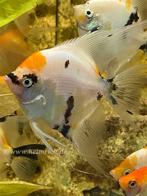 Skalar Smokey Multicolor XL Male Pterophyllum Scalare Aquaristik