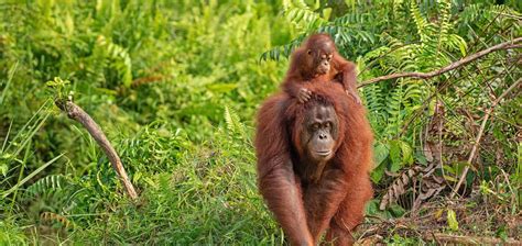 Gardeners Of The Rain Forest International Orangutan Day