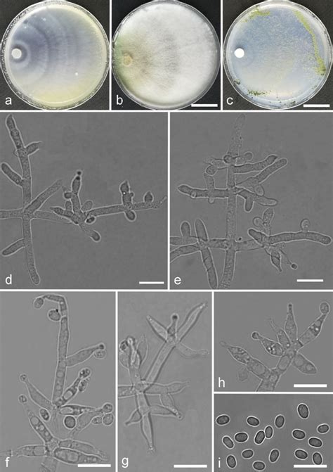 Trichoderma Subazureum Ymf A C Cultures After D At C