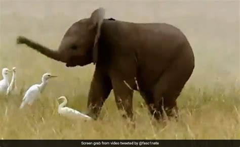 An Elephant Calf Can't Control Its Trunk For The First Year. Here's Proof