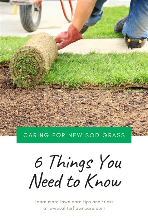 6 THINGS YOU NEED TO KNOW WHEN CARING FOR NEW SOD GRASS Sod Grass