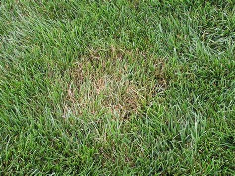 Brown Patch Is Your Lawn Looking A Little Ragged • Greenview Fertilizer