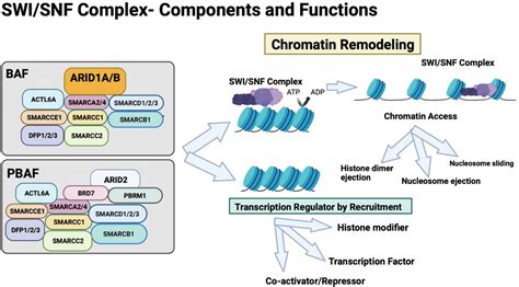 Chromatin Remodeling Swi Snf Complexes Cancer And Response To