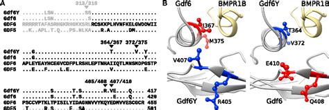 [pdf] Insights Into Sex Chromosome Evolution And Aging From The Genome