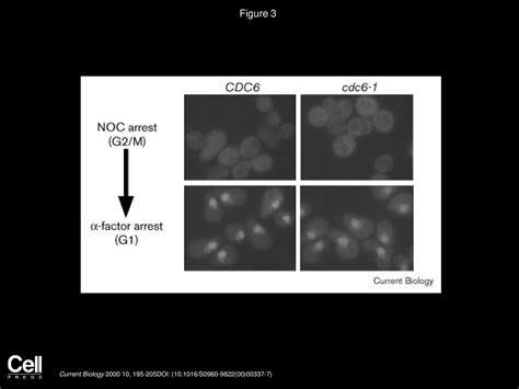 Van Q Nguyen Carl Co Kaoru Irie Joachim J Li Current Biology Ppt