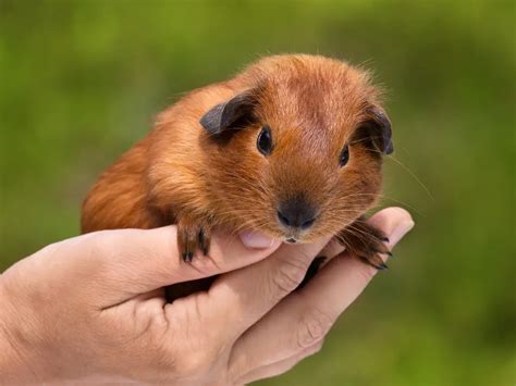 What Make Guinea Pigs Happy Tips To Make Your Guinea Pig Happy