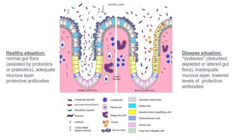 Week Gut Microbiology Iii Lawsonia And Campylobacter Flashcards