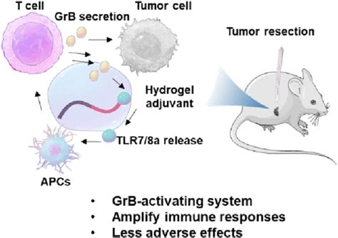 A Programmable Peptidic Hydrogel Adjuvant For Personalized