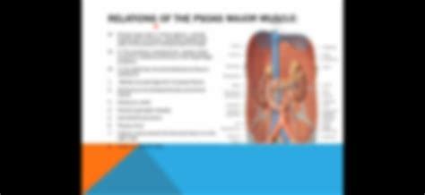 Solution Posterior Abdominal Wall And Thoracolumbar Fascia Anatomy