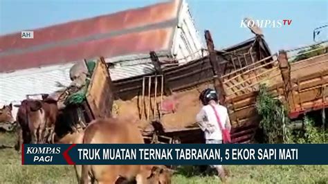 Tabrakan Truk Muatan Ternak Masuk Ke Dalam Parit Di Tol Solo Ngawi 5