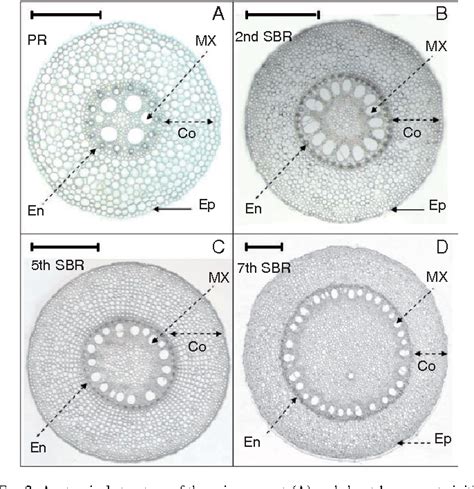 Figure 1 From Root Type Specific Plasticity In Response To Localized