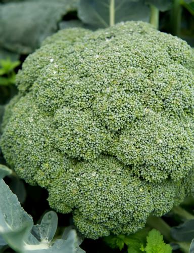 About - Sakata Vegetables Europe