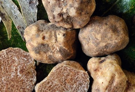 Asta Mondiale Del Tartufo Bianco D Alba Assegnate A Hong Kong Due