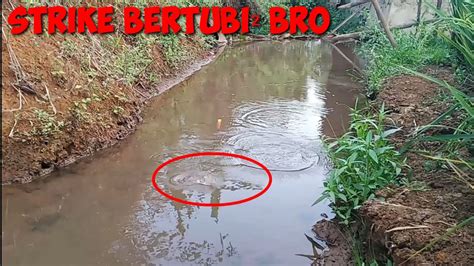 Strike Bertubi² Cukup Dengan 1X Lempar Umpan Jitu YouTube