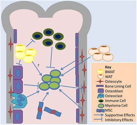 Frontiers Signaling Interplay Between Bone Marrow Adipose Tissue And