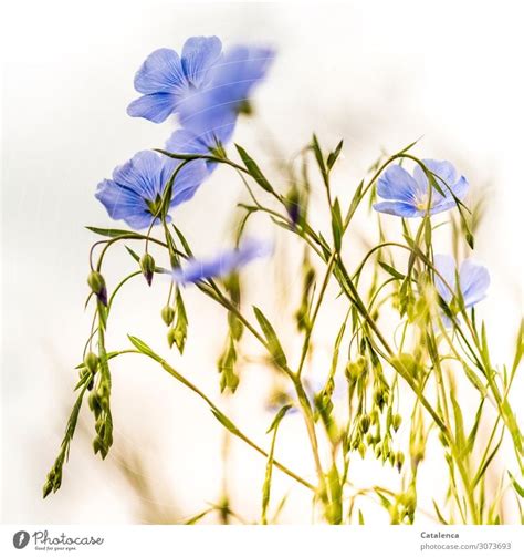 Leinenblüten Natur Pflanze ein lizenzfreies Stock Foto von Photocase