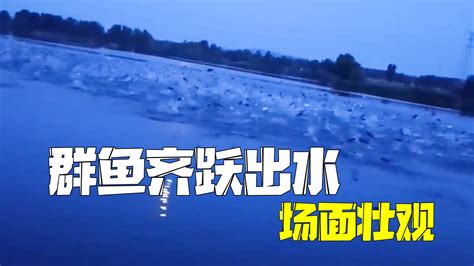 群鱼齐跃出水场面壮观 镇政府：天气热，可能水里氧气不足北京时间