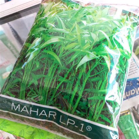 Jual Benih Kangkung Mahar Lp Tipe Bangkok Lp Kg Cap Panah Merah