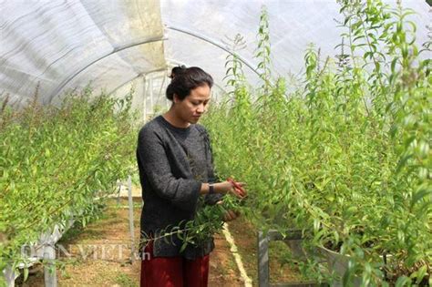 Hot girl Đà Lạt trồng cây lạ có bao nhiêu lái khuân sạch bấy nhiêu