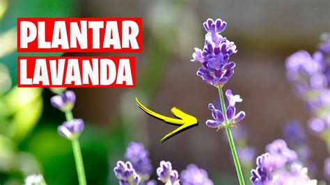 Como Plantar Lavanda 🌿 Aromática Imprescindible La Huerta De Ivan