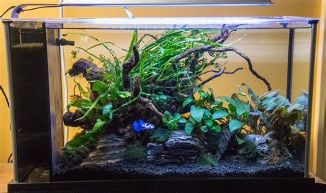 Gallon Vs Gallon Fish Tank Which Is Better Good Caring Tips