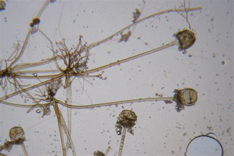 Rhizopus Stolonifer Ehrenb Vuill Cemas Orden Mucorales