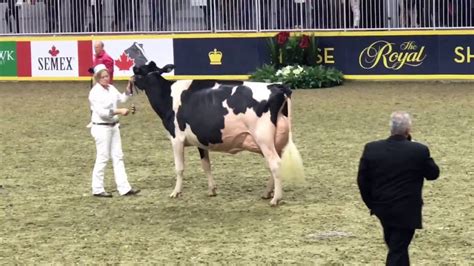 2016 Royal Winter Fair And Canadian National Holstein Show Intermediate