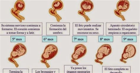 Ciencias Naturales Ceuja Las Etapas De Desarrollo Del Feto