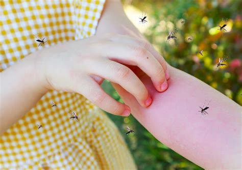 digigit nyamuk sampai bengkak berikut  dampaknya