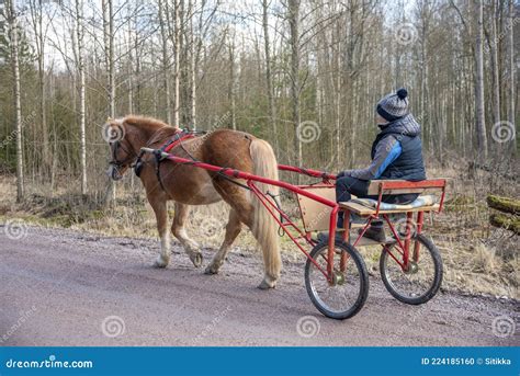 Woman Driving with Horse Driving Carriage Stock Photo - Image of ...