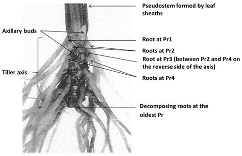 Plants Free Full Text Time Course Of Root Axis Elongation And Lateral Root Formation In